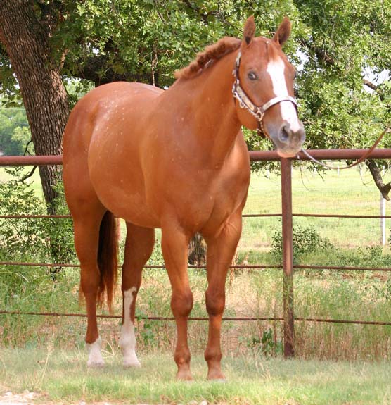 Desinger Debutante, pictured July 2009