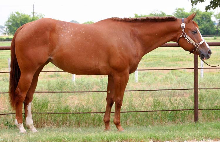 Desinger Debutante, pictured July 2009