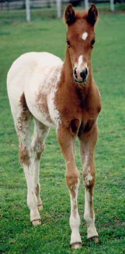 Invitational gelding, pictured March 26, 2004