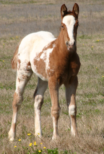 Invitational  filly, pictured mid-March 2005