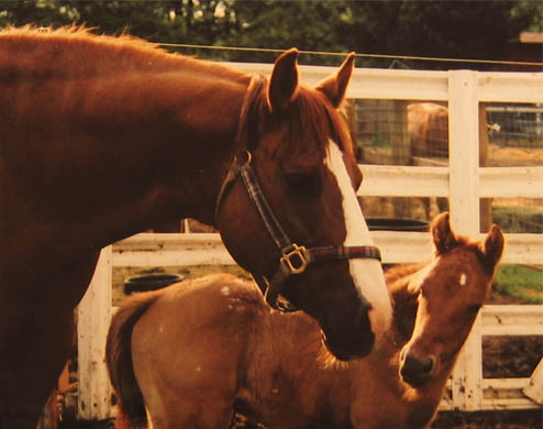 April 2, 2005 Charicature colt, pictured at 3 days