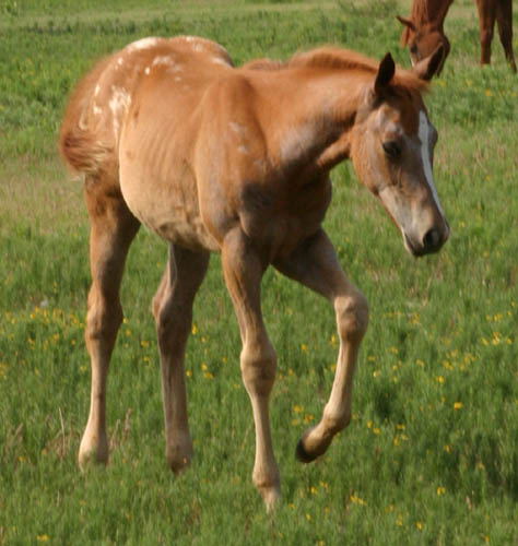 Enlightened filly, pictured mid-June 2005