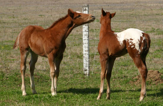 January 27,2005 Invitational colt, pictured mid-March 2005