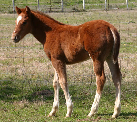 January 27,2005 Invitational colt, pictured mid-March 2005