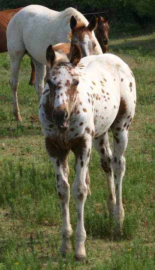 Charicature colt, pictured June 19, 2005