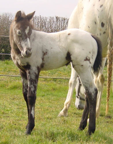 Charicature Colt, born in England