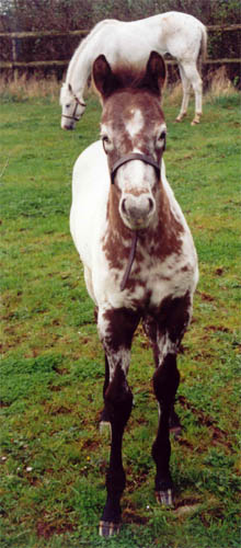 Charicature Colt, born in England