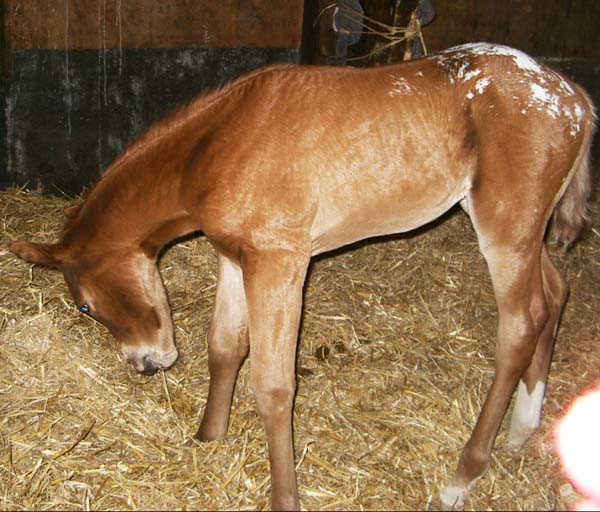 Invied Filly, born in The Netherlands, April 4, 2006