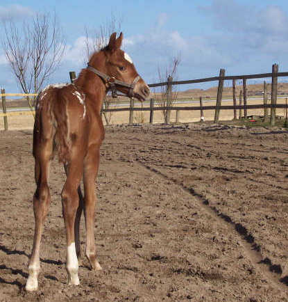 Invied Filly, born in The Netherlands, April 2006