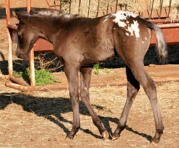 2009 Filly, Charicature x Alias Terlingua King, pictured April, 2009.
