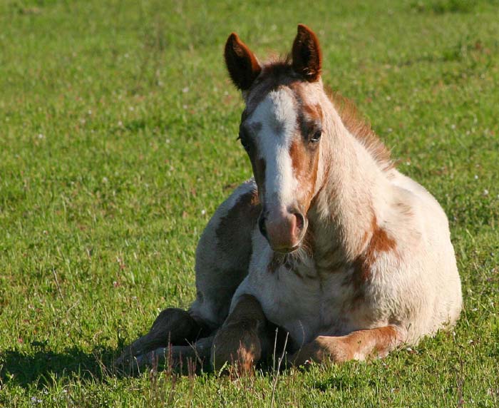 2009 colt, Illustrator x Coosa Kay by Coosa Lad (AQHA), pictured April 2009.