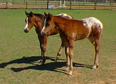 Two 1999 Foals by Designer Series