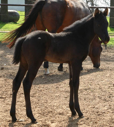 Charicature filly, pictured mid-March 2005