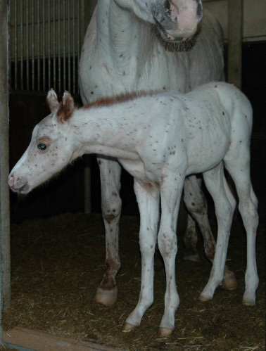 Invied Colt, pictured early March 2005