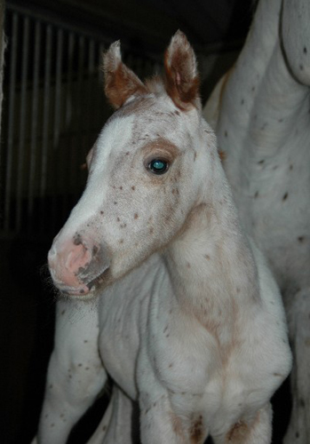 The First Invied Colt, born in The Netherlands