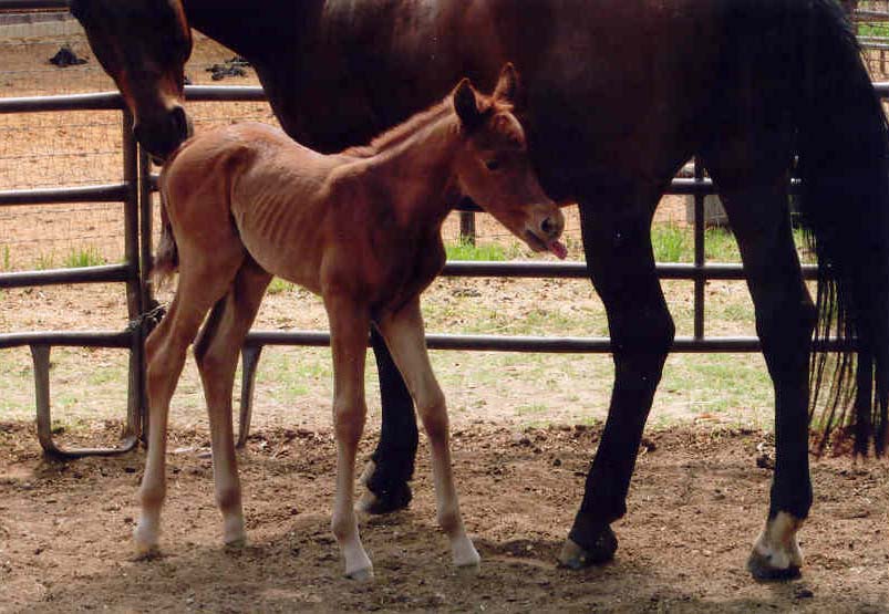 Charicature filly, pictured April 2, 2006